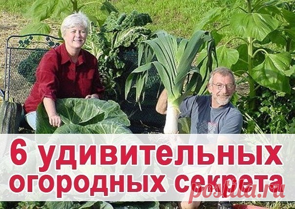 6 удивительных огородных секретов 

Чтобы выросли корнеплоды-великаны 

Чтобы вырастить крупные корнеплоды (морковь, свеклу и т. д.), можно использовать следующий нетрадиционный способ посадки. 

Железным ломиком сделать в земле дырочки глубиной 30 - 40 см. Каждую дырочку заполнить перегнойно-зольной смесью, слегка полить, положить 2 - 3 семечки, чуть засыпать землей. Место посадки пометить колышком. В остальном уход обычный, только поливать следует чаще и больше. 

Самое ...