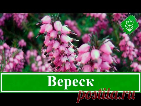 Кустарник вереск: посадка и уход, описание растения с фото, способы размножения и полезные свойства