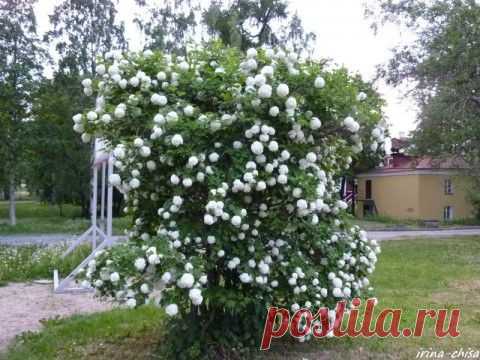 ПРЕКРАСНЫЕ РАСТЕНИЯ