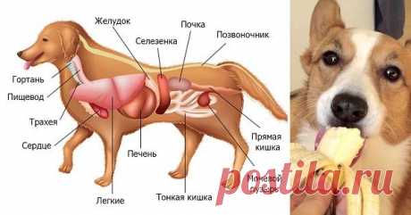 12 полезных продуктов для собаки