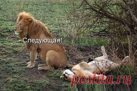 Мужской Взгляд - лучшее видео и приколы из Сети