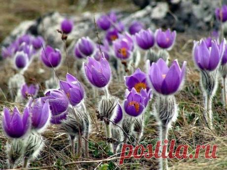 20 самых красивых весенних клумб