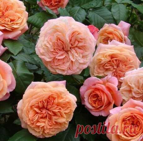 МОИ НОВИНКИ РОЗ. Часть первая | В свободное от работы время | Яндекс Дзен