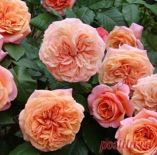 МОИ НОВИНКИ РОЗ. Часть первая | В свободное от работы время | Яндекс Дзен