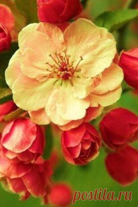 Надо быть счастливым сегодня, сейчас, несмотря ни на что )))