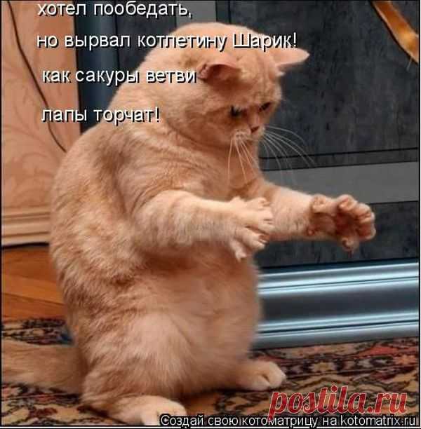 Лучшие котоматрицы за неделю / Питомцы