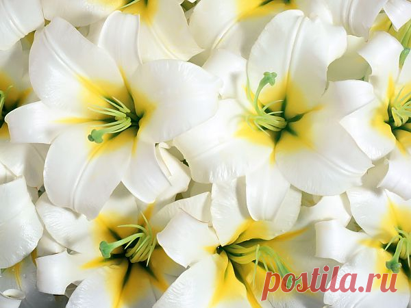 Лилии

Beautiful Flowers Images Wallpapers