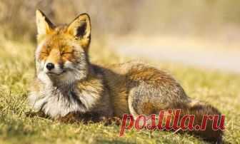 Праздники и приметы на 27 апреля 2018 года Мартын Лисогон. Народный праздник «Мартын Лисогон» отмечается 27 апреля (по старому стилю – 14 апреля). В православном церковном календаре это день почтения памяти святителя Мартина I, папы Римского. Другие названия праздника: «День Мартына», «Вороний праздник», «Птичьи обереги».