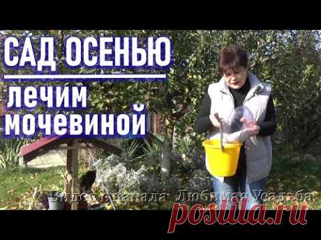 Обработка сада осенью  мочевиной очистит деревья от всех болезней и вредителей