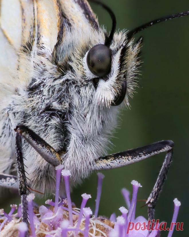 Пожужжим? 10 оригинальных макро снимков насекомых | Российское фото | Яндекс Дзен