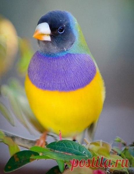 Сергей Есенин

Мои мечты стремятся вдаль,
Где слышны вопли и рыданья,
Чужую разделить печаль
И муки тяжкого страданья.
Я там могу найти себе
Отраду в жизни, упоенье,
И там, наперекор судьбе,
Искать я буду вдохновенья