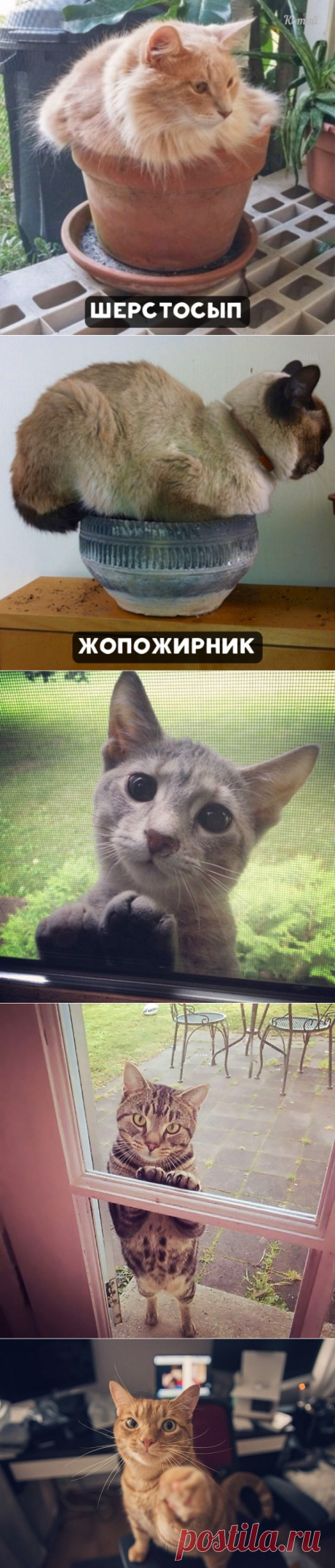 Heкoтopыe paзнoвиднocти кoтo-pacтeний