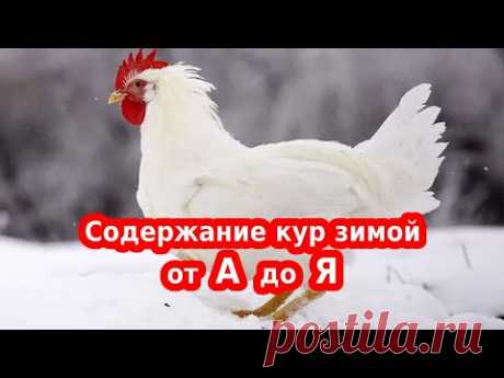 Содержание кур несушек зимой, как повысить яйценоскость, чем кормить и т.д.