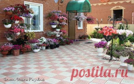 Петуния - хвастаемся цветущими растениями - Страница 17 - Форум цветоводов Фрау Флора