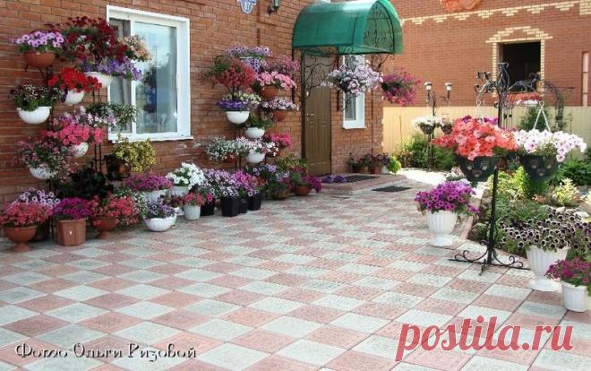 Петуния - хвастаемся цветущими растениями - Страница 17 - Форум цветоводов Фрау Флора