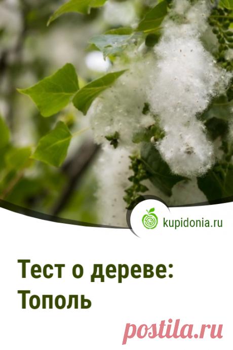 Тест о дереве: Тополь. Интересный тест о тополе из серии тестов о деревьях. Проверьте свои знания!