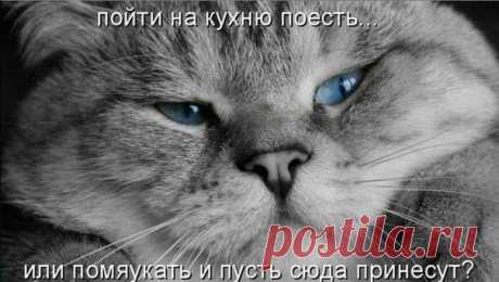Как отучить кота лазить по столам