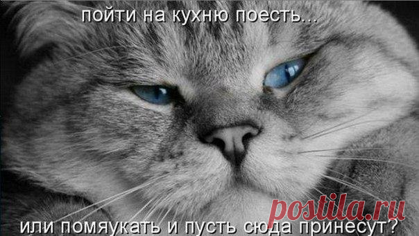 Как отучить кота лазить по столам