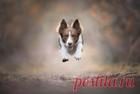 18 потрясающих собак в полете от итальянского фотографа Клаудио Пикколи