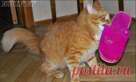 Пойду успокою тапок, который постоянно за мной плачет