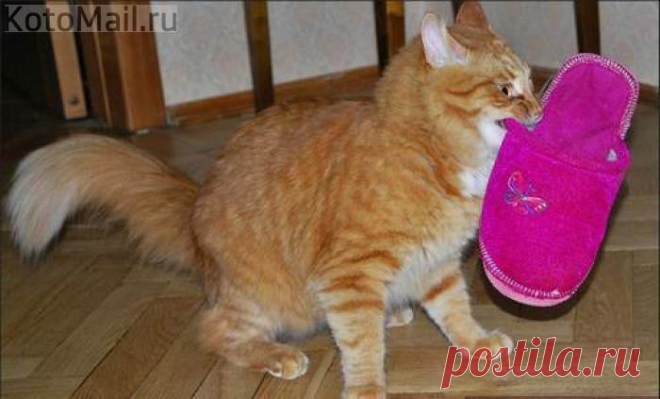 Пойду успокою тапок, который постоянно за мной плачет