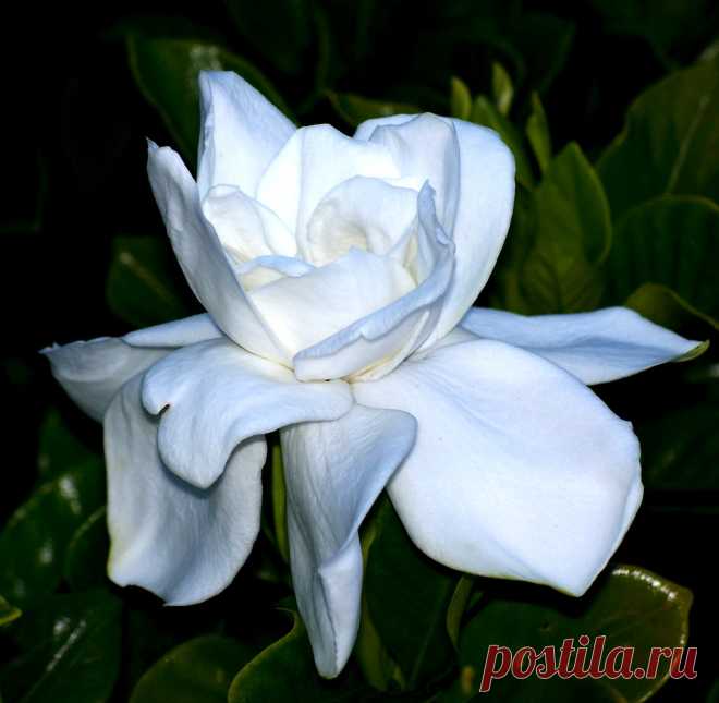 Gardenia   