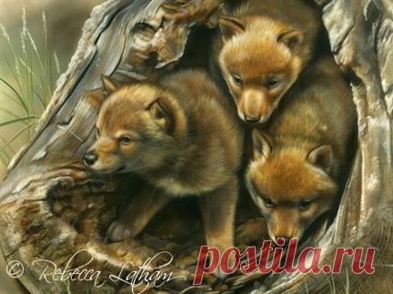 Щенки койота | Картины дикой природы и природы Ребекки Лэтэм