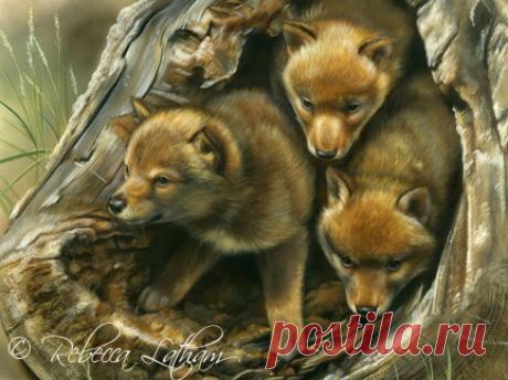 Щенки койота | Картины дикой природы и природы Ребекки Лэтэм