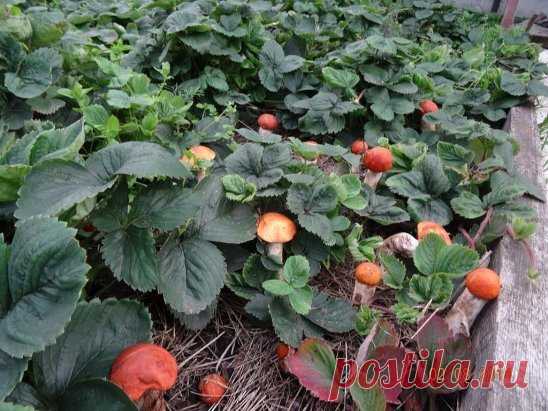 как сеять грибы