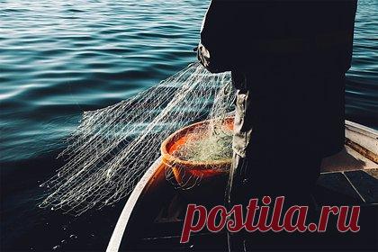 Рыбаки поймали семь редчайших рыб и разбогатели. В Индии рыбаки из штата Одиша поймали редчайших рыб и продали их за 100 тысяч рупий (110 тысяч рублей). Удача улыбнулась рыболовам из округа Бхадрак. В понедельник, 4 марта, им удалось поймать в устье реки Дхамара семь рыб, которых местные жители называют Solapatia. Эти рыбы используются в традиционной медицине.