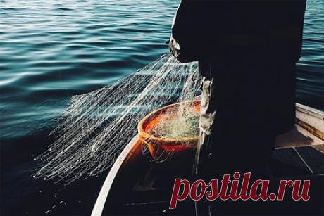 Рыбаки поймали семь редчайших рыб и разбогатели. В Индии рыбаки из штата Одиша поймали редчайших рыб и продали их за 100 тысяч рупий (110 тысяч рублей). Удача улыбнулась рыболовам из округа Бхадрак. В понедельник, 4 марта, им удалось поймать в устье реки Дхамара семь рыб, которых местные жители называют Solapatia. Эти рыбы используются в традиционной медицине.