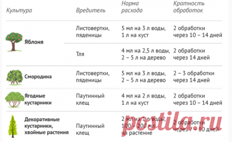 Пара-тройка капель и весь сезон нет вредителей, болезней на помидорах, перце, огурцах… | Твоя Дача | Дзен