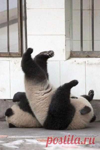 Операция по побегу из зоопарка дала сбой