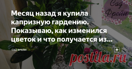 Месяц назад я купила капризную гардению. Показываю, как изменился цветок и что получается из адаптации (и получается ли вообще) Покупка шикарных голландских цветов в магазинах - удивительный квест, требующий максимального внимания, знаний об особенностях каждого конкретного цветка и законов адаптации трудных "голландцев". Но у меня получается их выхаживать.