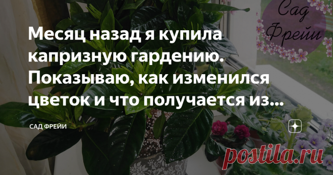 Месяц назад я купила капризную гардению. Показываю, как изменился цветок и что получается из адаптации (и получается ли вообще) Покупка шикарных голландских цветов в магазинах - удивительный квест, требующий максимального внимания, знаний об особенностях каждого конкретного цветка и законов адаптации трудных 