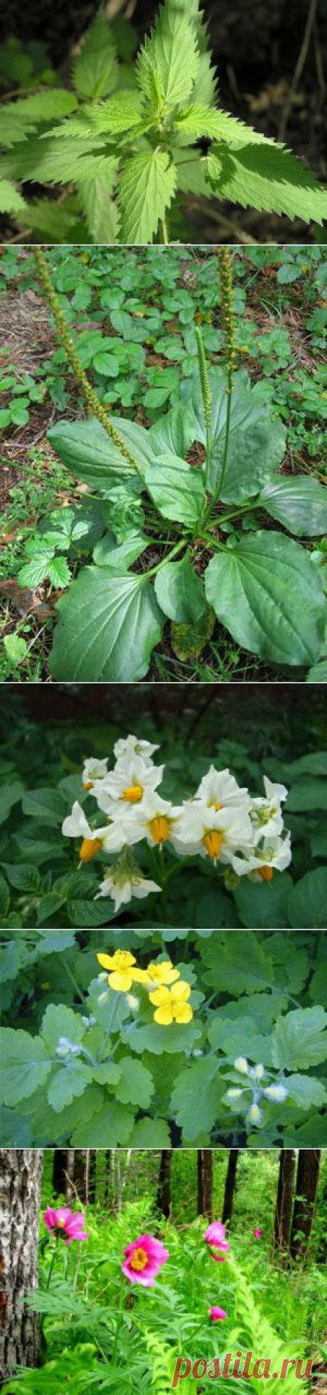 Лечение онкологических заболеваний. Настойка &quot;Гадюка&quot; | Советы Народной Мудрости