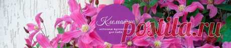 Клематисы - хобби на всю жизнь: Клематисы – посадка в одну ямку несколько сортов