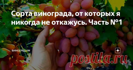 Сорта винограда, от которых я никогда не откажусь. Часть №1 Сегодня я расскажу Вам, от каких сортов винограда я никогда не откажусь.
Я буду рассматривать только те сорта, которые у меня на винограднике растут уже много лет.
Все новинки пока находятся на испытательном сроке, и по ним ещё рано делать какие-либо выводы.