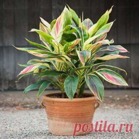 Комнатное растение Кордилина (лат. Cordyline). Свое название растение получило от греческого слова kordylle - &quot;узел&quot;, &quot;желвак&quot;, напоминающего о мясистых вздутых корнях, характерных для многих растений этой группы. В домашних условиях это дерево с тонким стволом высотой до 1,5 м, на котором видны следы от опавших листьев. Цветение в домашних условиях происходит редко.