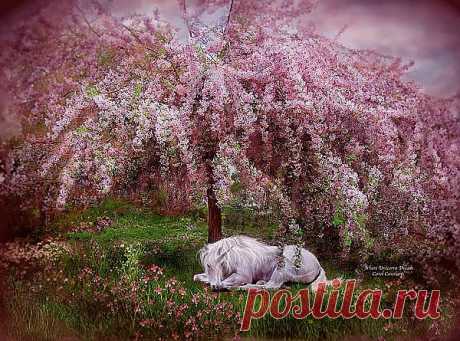 Where Unicorn's Dream Mixed Media by Carol Cavalaris - Where Unicorn's Dream Fine Art Prints and Posters for Sale