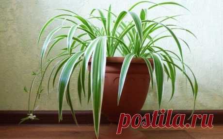 3 Комнатных растения, которые будут без проблем расти в тени Вот 3 моих любимых растения, которые не требовательны к количеству света.