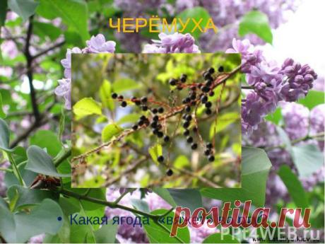***