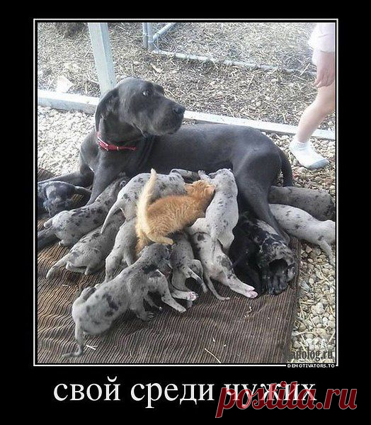 пп