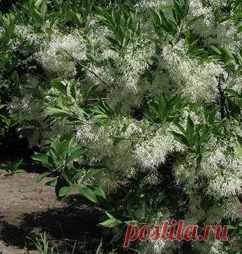 hionantus1.jpg (347×365)