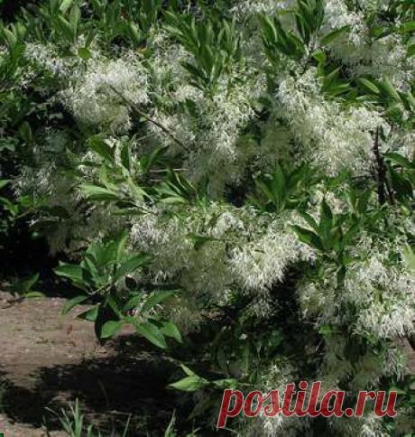 hionantus1.jpg (347×365)