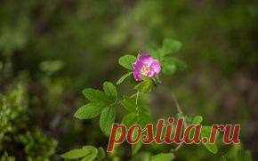 Цветы обои на рабочий стол - страница 10