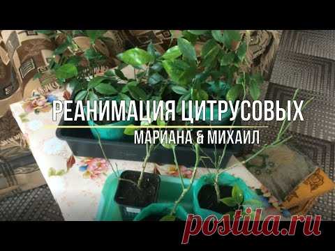 РЕАНИМАЦИЯ Цитрусовых.Листопад у лимона.Мариана и Михаил/Life in the village - YouTube
