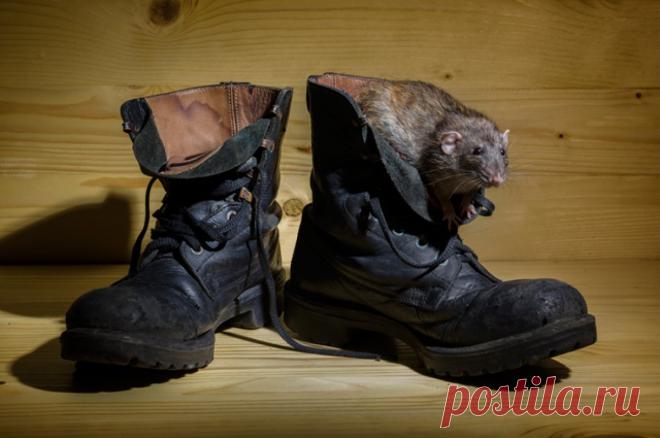 Едят даже клей. Биолог объяснила, почему в окопах ВСУ засилье мышей. Эти грызуны плодятся с фантастической быстротой. Причём те, что обитают рядом с человеком, могут размножаться круглый год. Что же будет дальше?