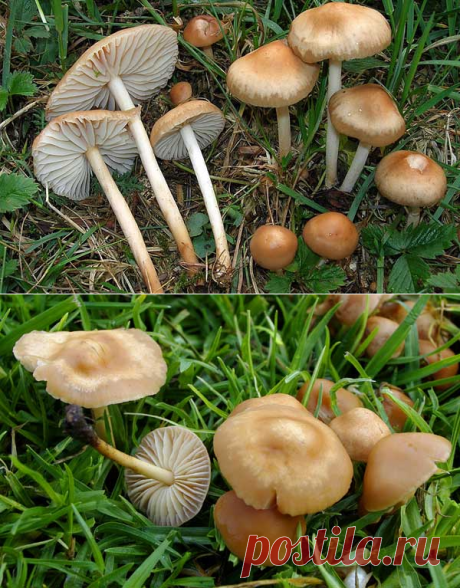Опенок луговой: описание и места распространения, фото