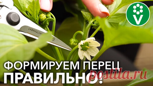 Перцы будут крупными и созреют на 14 дней раньше при такой формировке! | Procvetok | Дзен